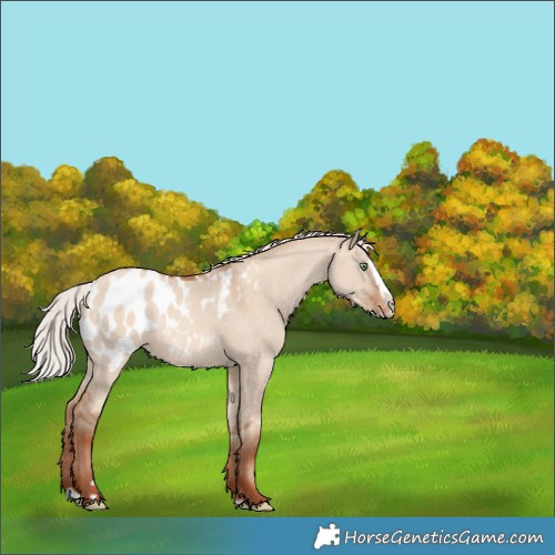 Horse Color:Silver Sable Champagne Dun Splash Blanket 
