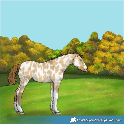 Horse Color:Sable Cream Champagne Dun Tobiano Near Leopard