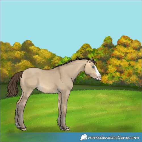 Horse Color:Sable Cream Champagne Dun Splash