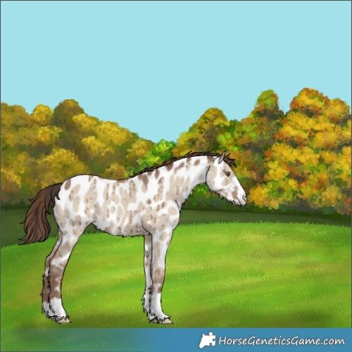 Horse Color:Classic Champagne Dun Near Leopard Brindle