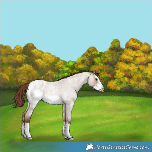 Horse Color:Sable Champagne Roan Dun Splash Frame Blanket