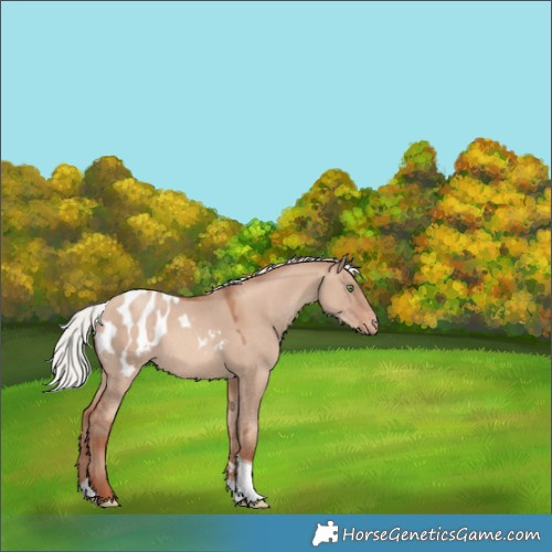 Horse Color:Silver Sable Champagne Dun Tobiano Blanket