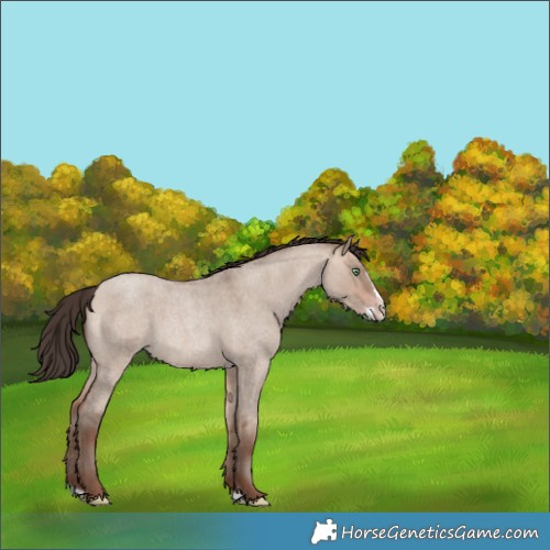 Horse Color:Sable Champagne Roan Dun Splash