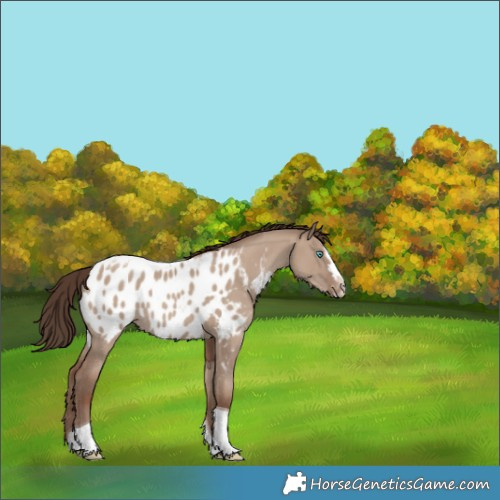 Horse Color:Classic Champagne Dun Splash Tobiano Blanket 