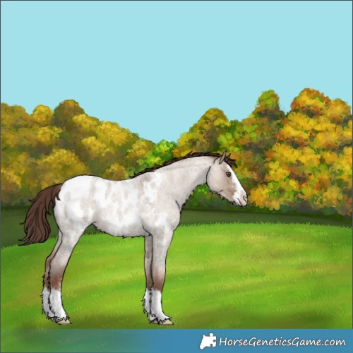 Horse Color:Classic Champagne Roan Dun Sabino Splash Blanket 