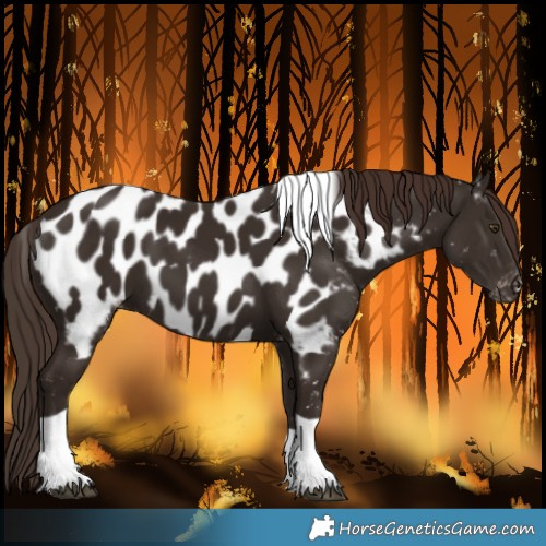 Horse Color:Liver Chestnut Tobiano Near Leopard