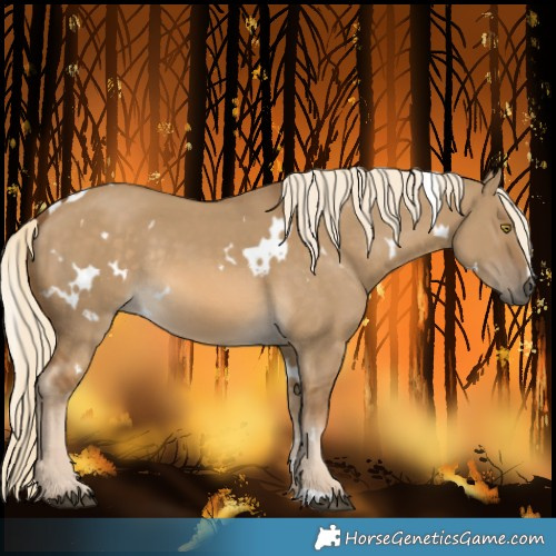 Horse Color:White Spotted Chocolate Palomino Dun Rabicano