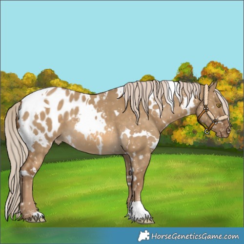Horse Color:White Spotted Chocolate Palomino Dun Blanket