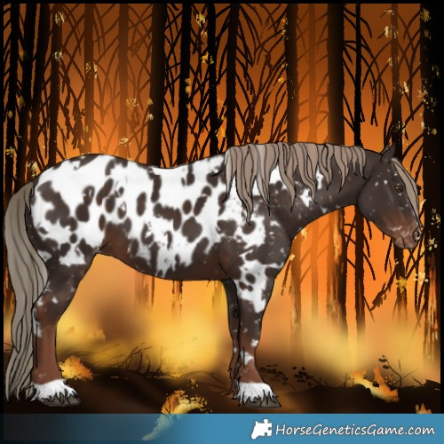 Horse Color:White Spotted Liver Chestnut Blanket 