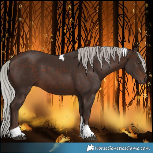 Horse Color:Silver Brown Tobiano 