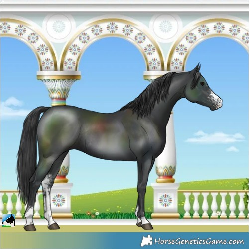 Horse Color:Black Sabino Rabicano