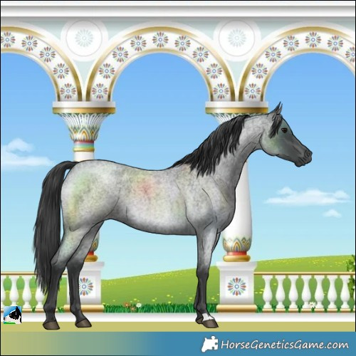 Horse Color:Blue Roan Mushroom