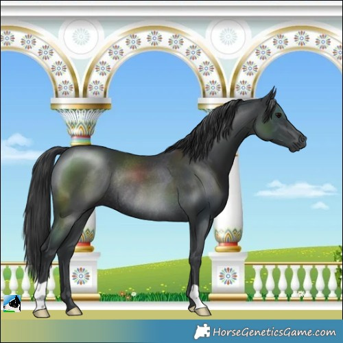 Horse Color:Black Mushroom Rabicano 