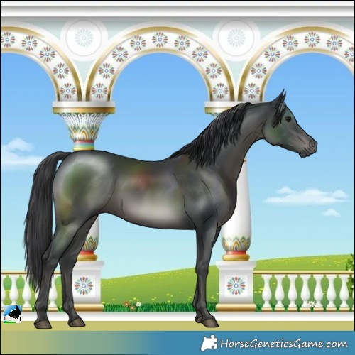 Horse Color:Black Mushroom Rabicano