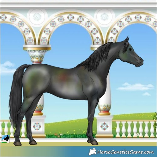 Horse Color:White Spotted Black Mushroom Rabicano