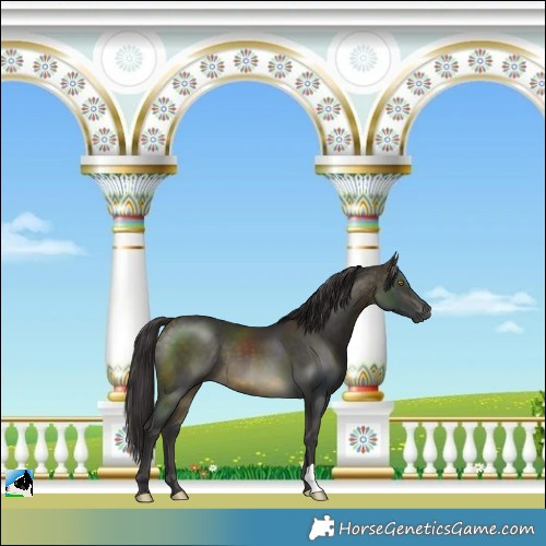 Horse Color:Buckskin Mushroom 