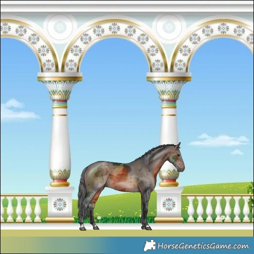 Horse Color:Brown Merle Rabicano