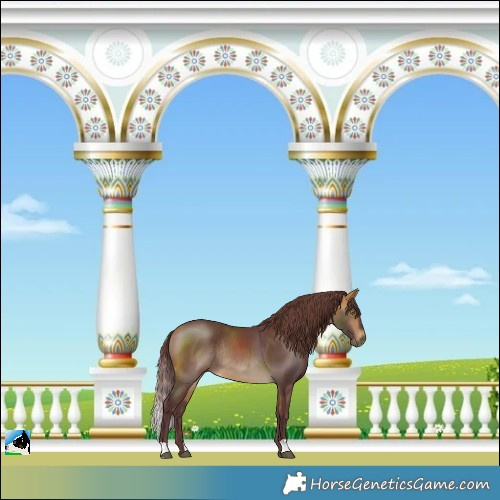 Horse Color:Chocolate Buckskin Mushroom Rabicano 