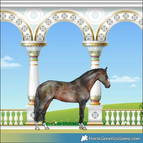 Horse Color:Brown Merle Rabicano