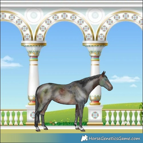 Horse Color:Brown Merle Rabicano 
