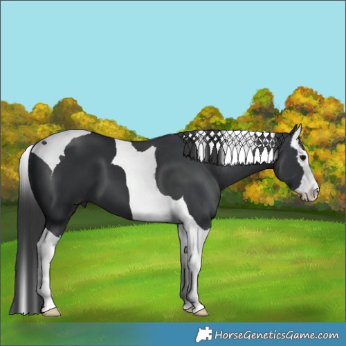 Horse Color:Black Splash Tobiano 