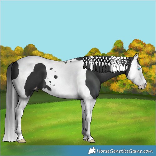 Horse Color:Black Splash Tobiano Varnish
