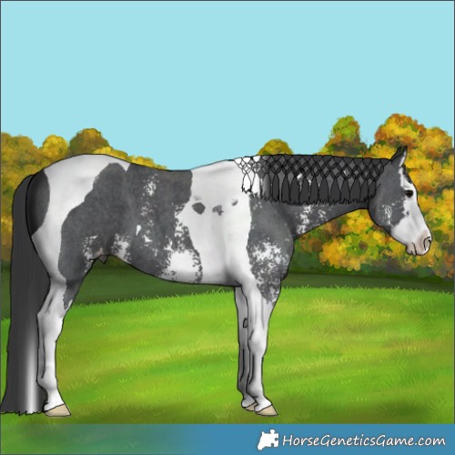 Horse Color:Black Sabino Splash Tobiano Varnish 