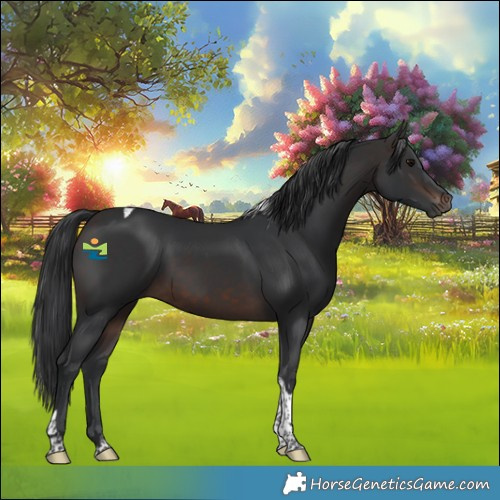Horse Color:Brown Tobiano 
