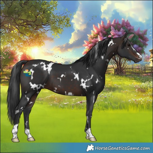 Horse Color:White Spotted Bay 