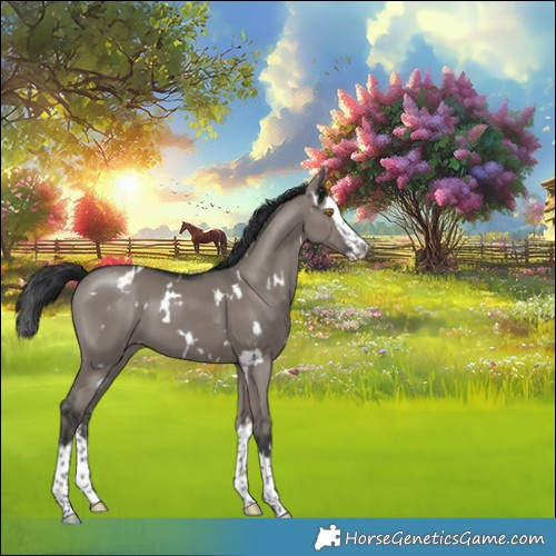 Horse Color:White Spotted Grullo Splash