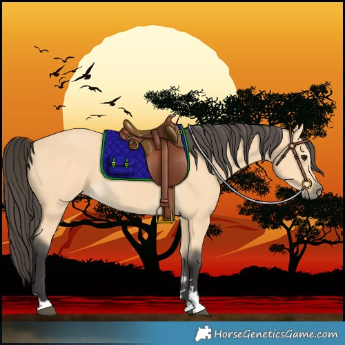Horse Color:Buckskin 