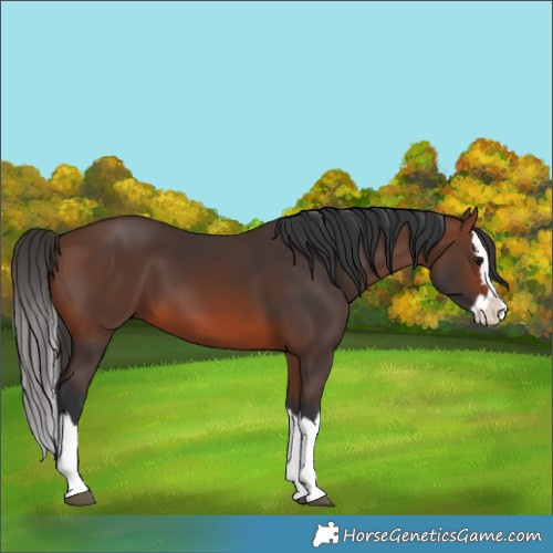 Horse Color:Brown Splash 