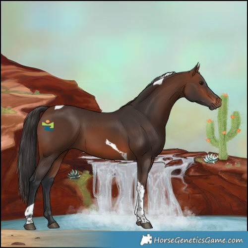 Horse Color:Brown Tobiano 