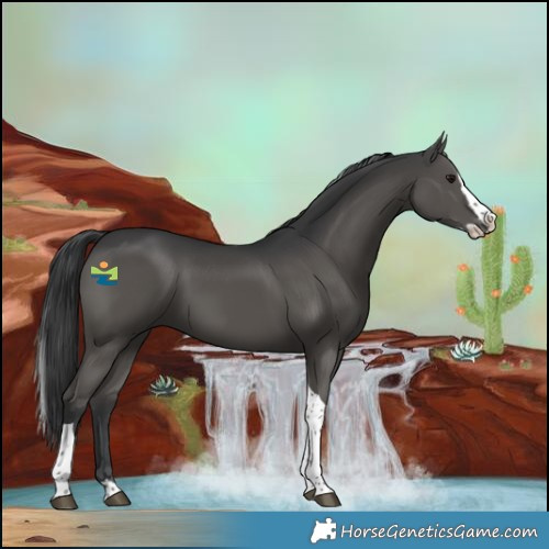 Horse Color:Black Splash Tobiano