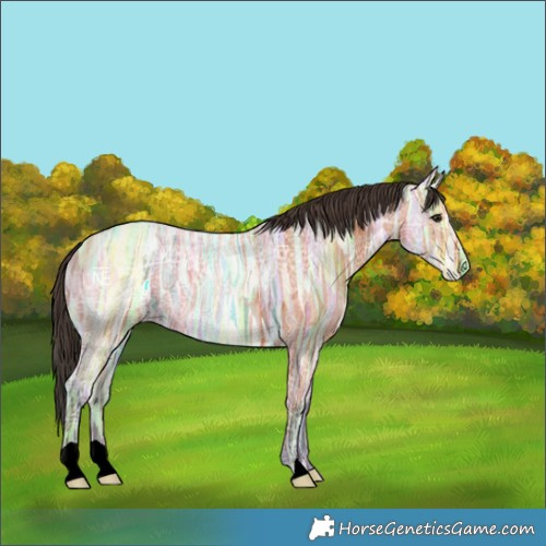 Horse Color:Bay Ice Roan