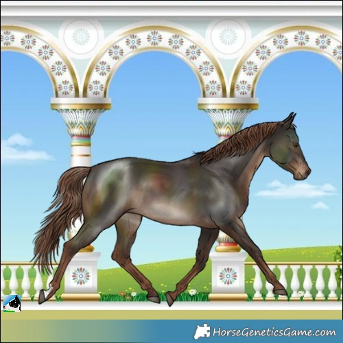 Horse Color:Liver Chestnut Rabicano 