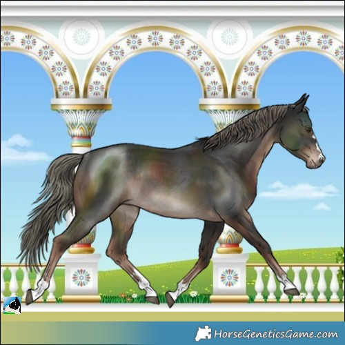Horse Color:Liver Chestnut Mushroom Rabicano