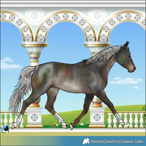Horse Color:Liver Chestnut Mushroom Rabicano