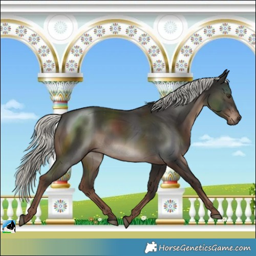 Horse Color:Liver Chestnut Mushroom 