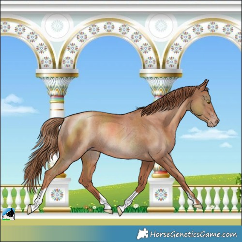 Horse Color:Gold Champagne Rabicano