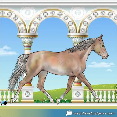 Horse Color:Gold Champagne Mushroom