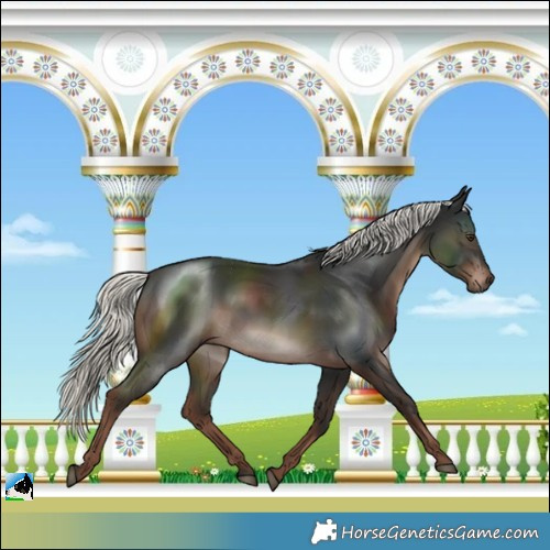 Horse Color:Liver Chestnut Mushroom Rabicano