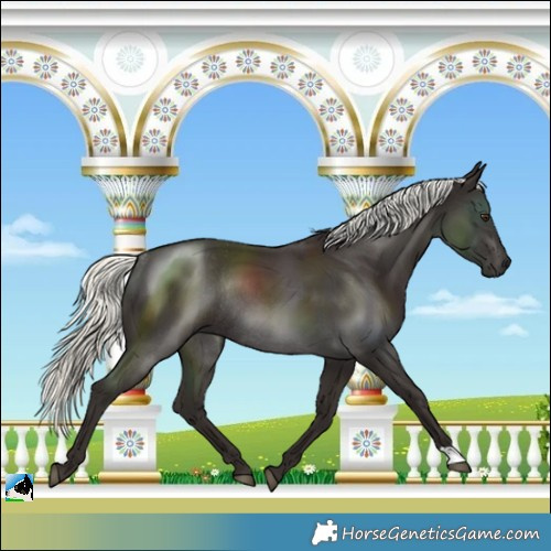 Horse Color:Liver Chestnut Mushroom Rabicano