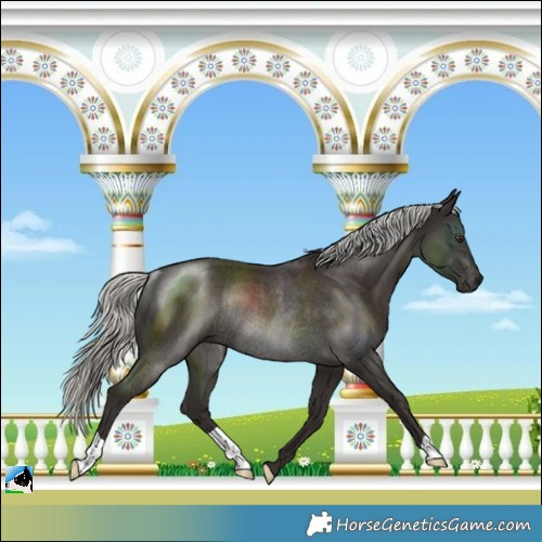 Horse Color:Liver Chestnut Mushroom Rabicano
