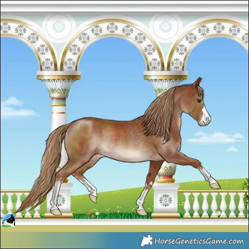 Horse Color:Chestnut Rabicano