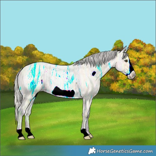 Horse Color:Silver Buckskin Ice Roan Frame 