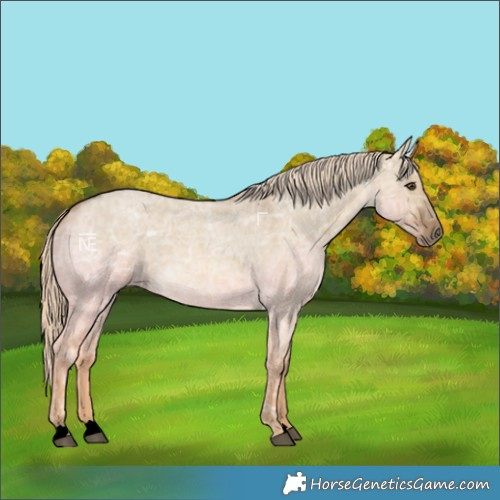 Horse Color:Chocolate Palomino Ice Roan Dun