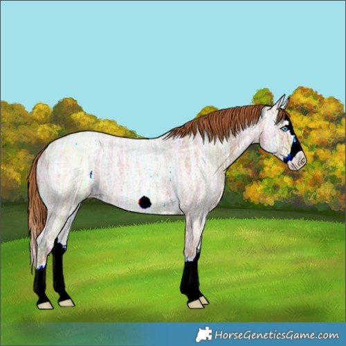 Horse Color:Red Ice Roan Splash Frame 
