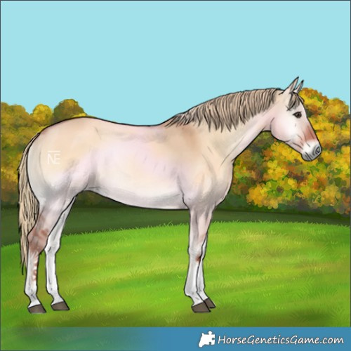 Horse Color:White Spotted Red Dun Onyx