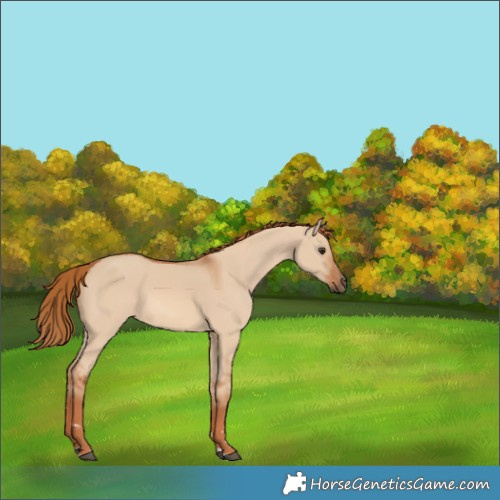 Horse Color:Red Dun